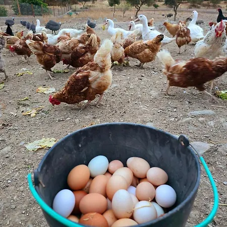 Casas Do Monte * Gioes