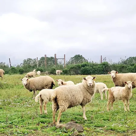 Casas Do Monte * Giões
