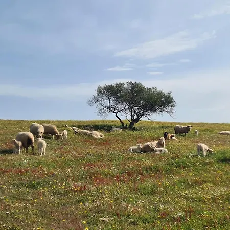 Casas Do Monte Giões