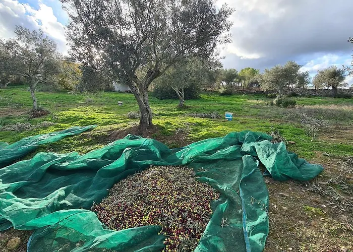 Casas Do Monte * Gioes