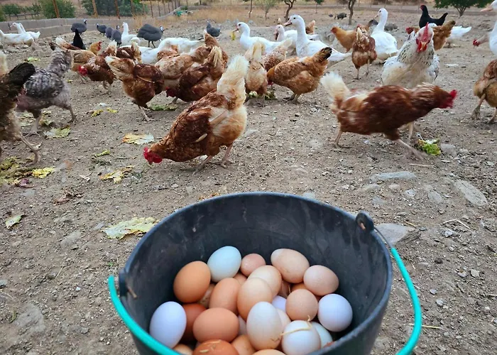 Casas Do Monte * Gioes