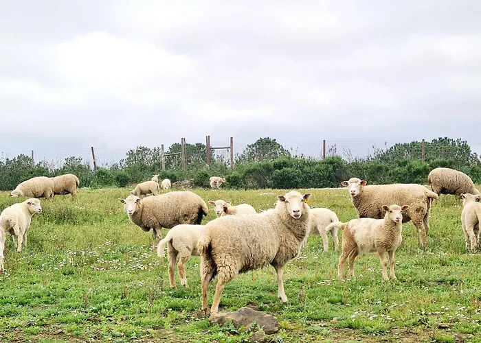 Casas Do Monte * Gioes